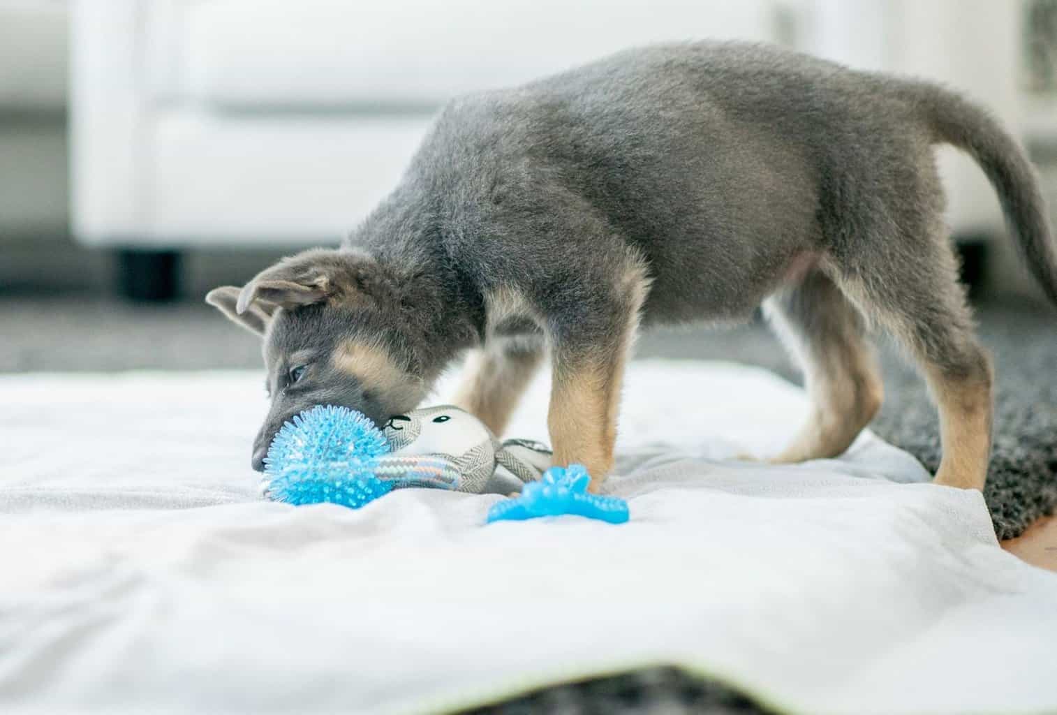 How to Stop a Dog from Chewing on Things dogpackr