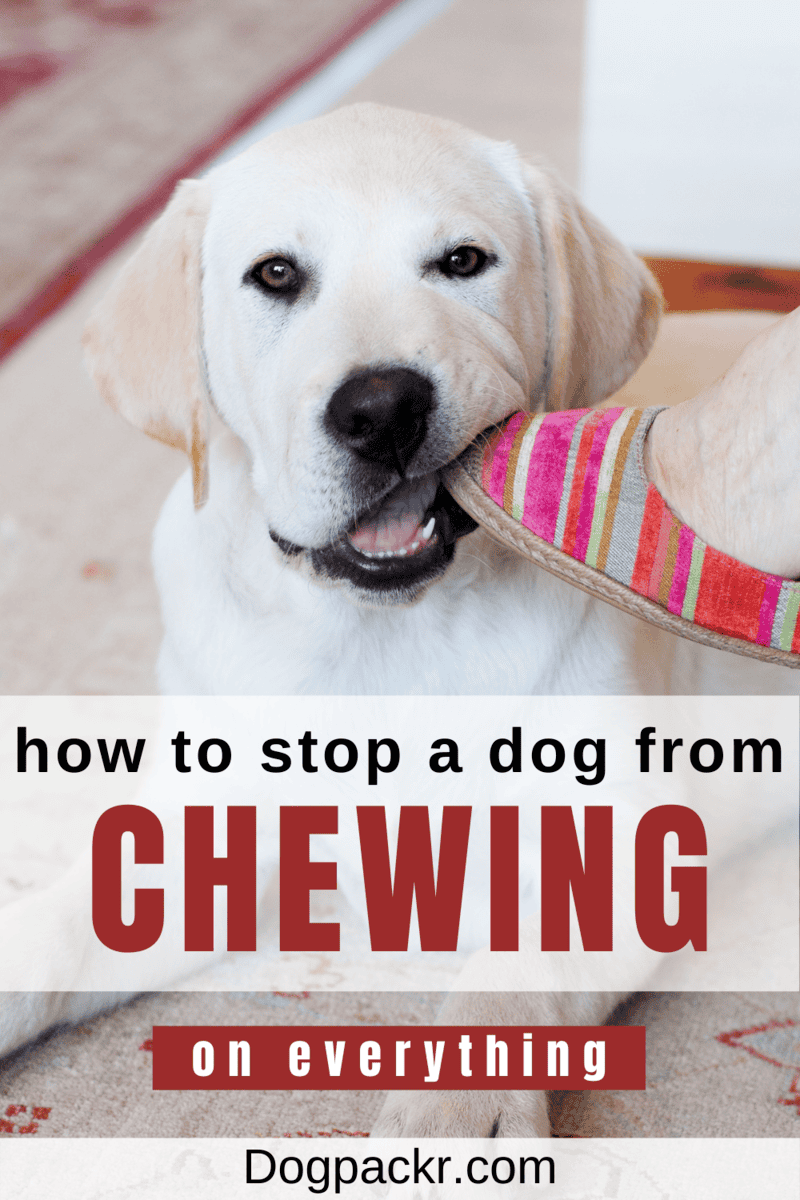 How to Stop a Dog from Chewing on Things dogpackr