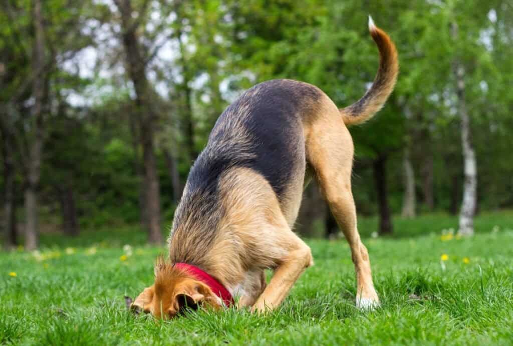 how to stop a dog from digging holes