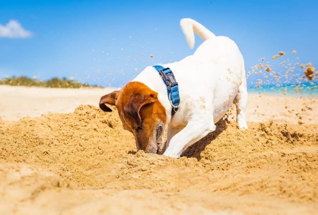 If your dog is a Terrier, he might be digging due to his genes