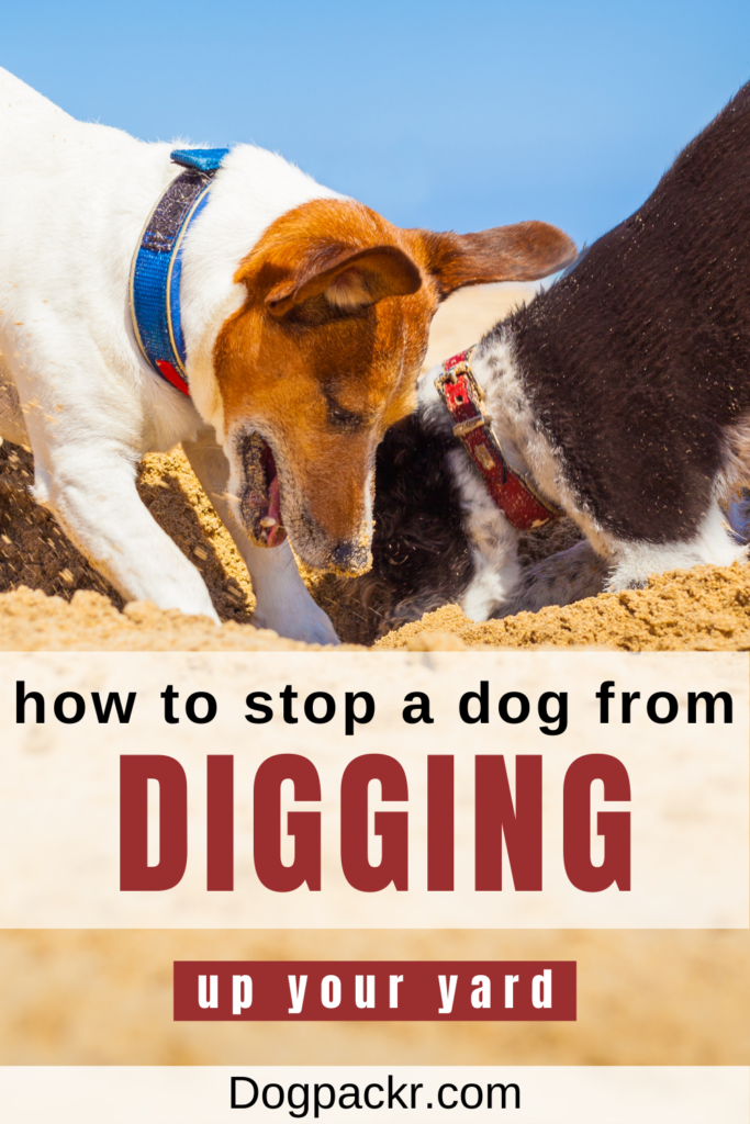 how to stop a dog from digging holes