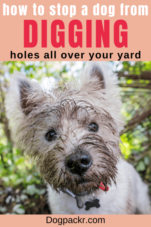 How to Stop a Dog from Digging Holes 9 tips dogpackr