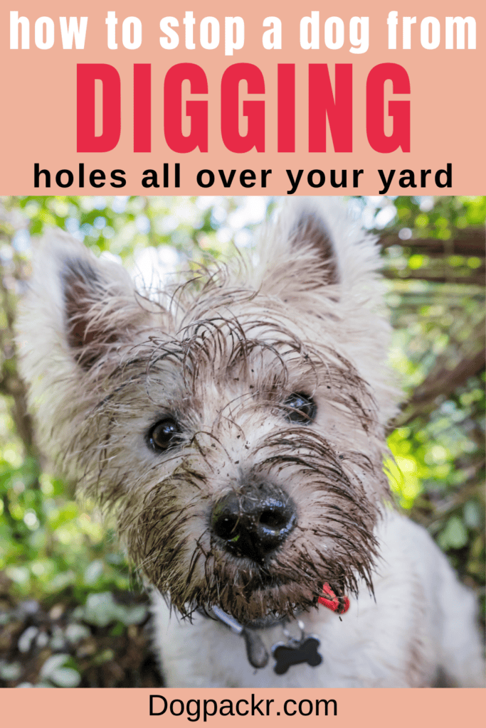 how to stop a dog from digging holes