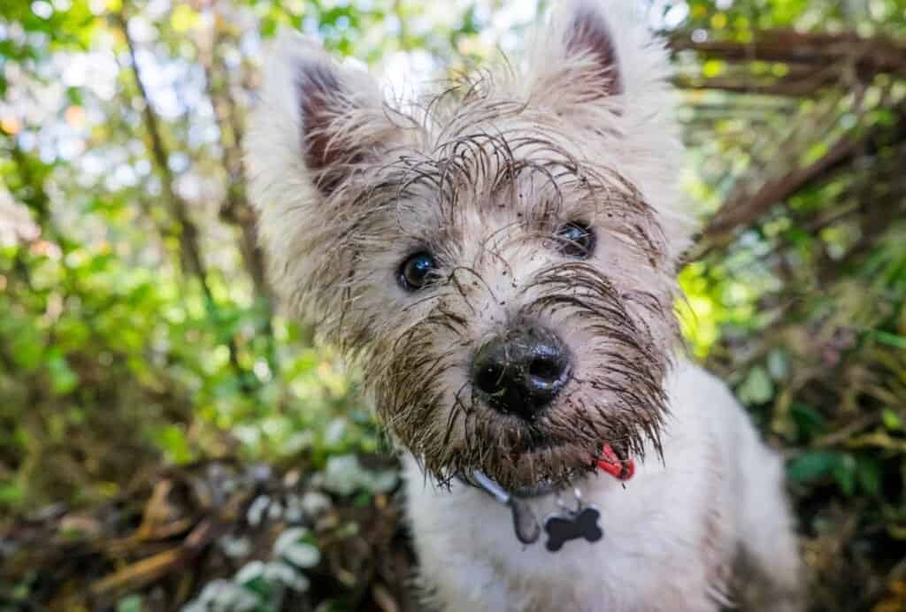 If your dog is getting your attention - positive or negative - when he's digging, he might enjoy doing it even more