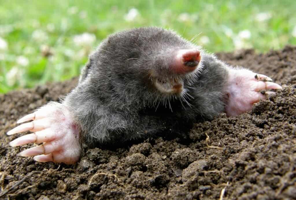 If there are moles in your yard, your dog might dig holes to chase them