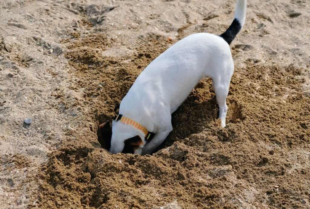 How to Stop a Dog from Digging Holes 9 tips dogpackr