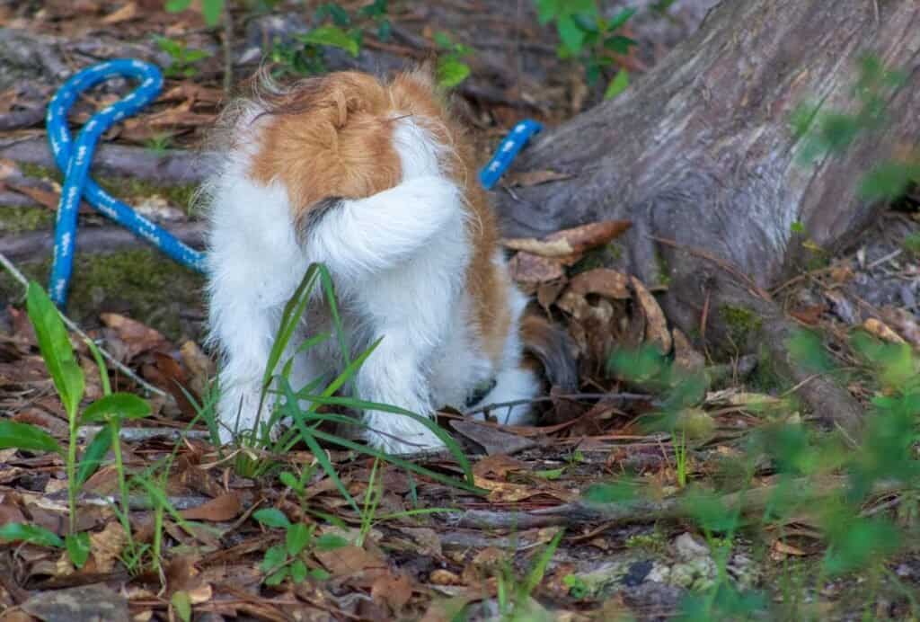 how to keep dog from digging around tree