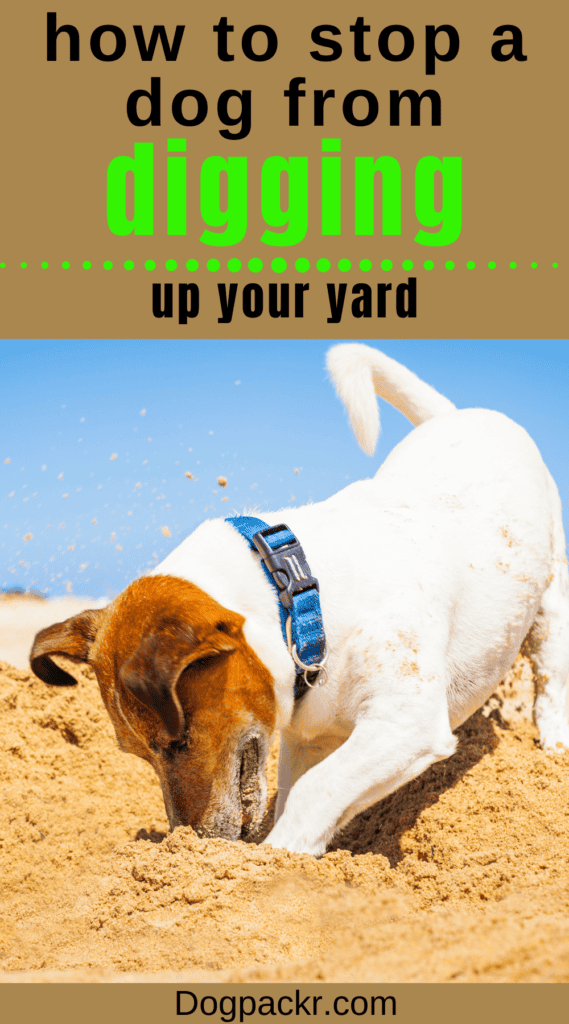 how to stop a dog from digging holes