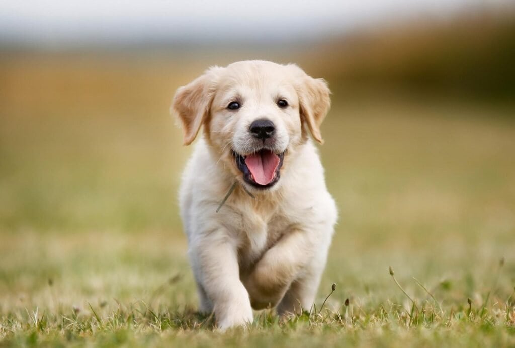 How to tire out a puppy