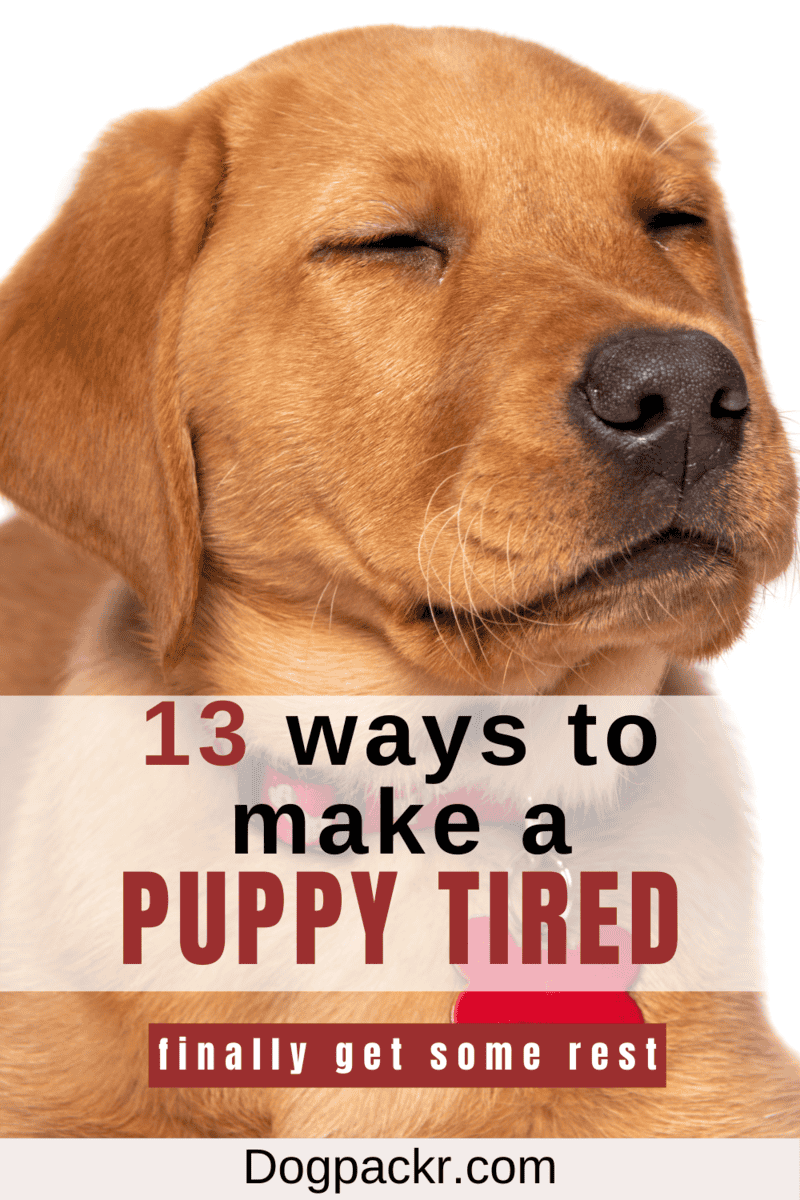 How to Tire Out a Puppy 13 ways that help dogpackr