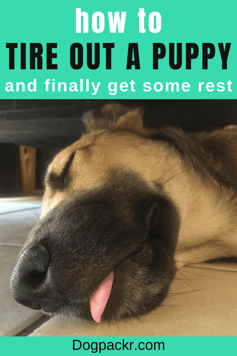 How to Tire Out a Puppy 13 ways that help dogpackr