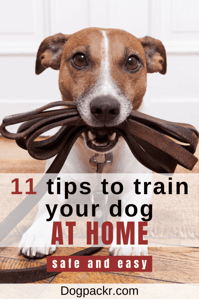 how to train a dog at home