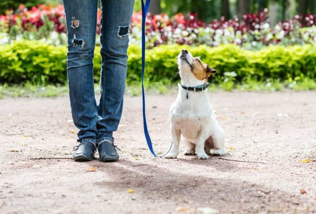 Teaching your dog his name is an essential part in dog training