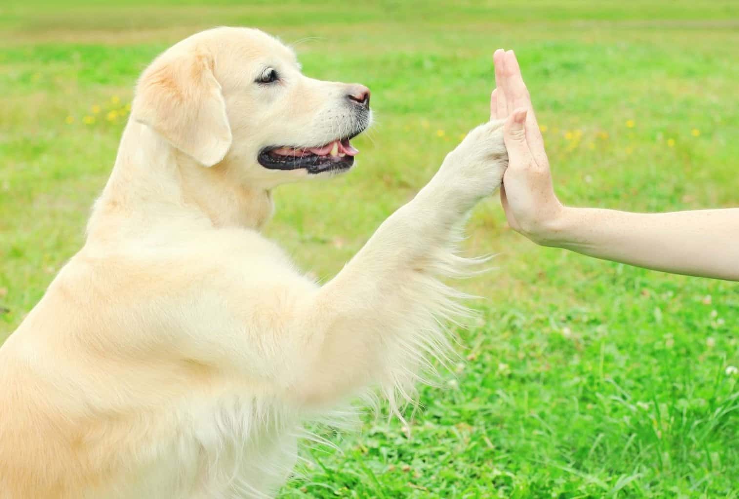 11 Tips to Successfully Train a Dog at Home