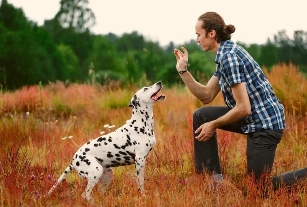 Training your dog at home will strengthen the bond between you and your dog