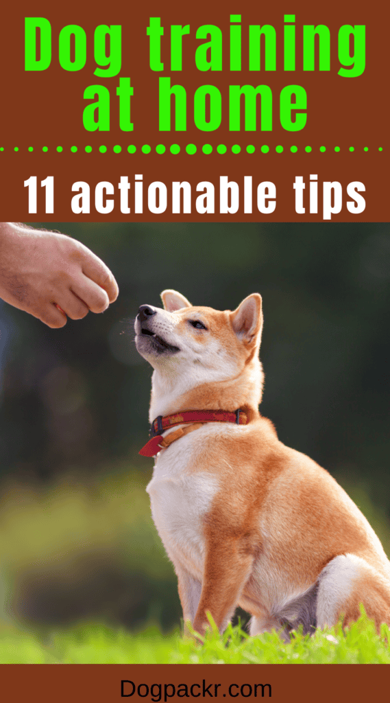 how to train a dog at home