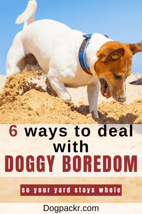 Photo inspiration: Picture Idea: Is My Dog Bored 7 Symptoms Of Dog Boredom And