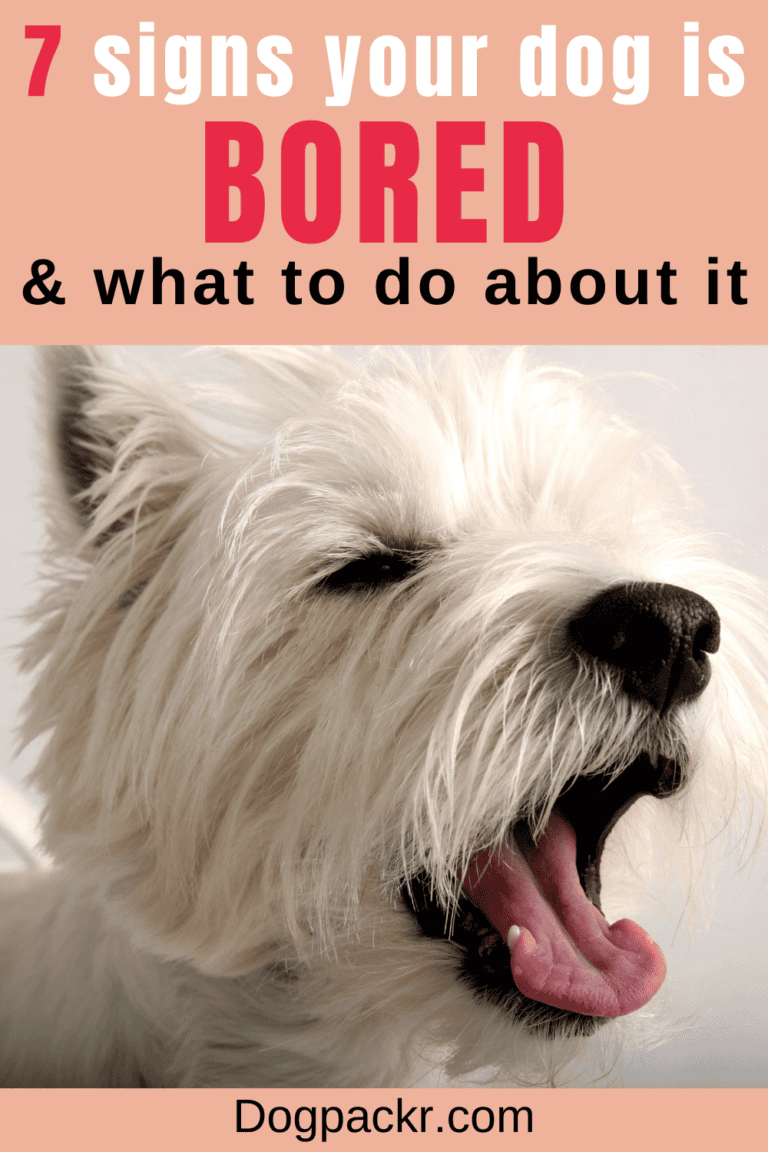 Is My Dog Bored? 7 Symptoms of Dog Boredom (and Help!) dogpackr