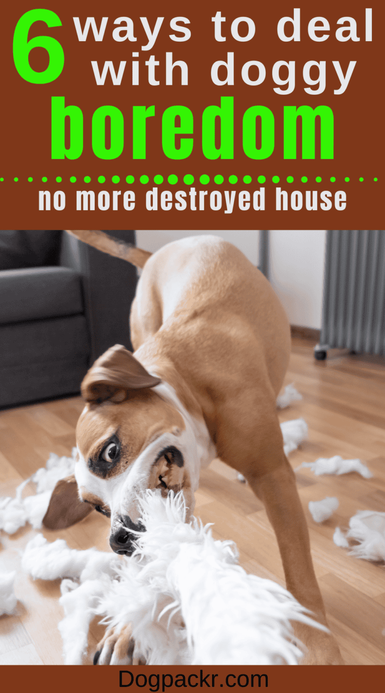 Photo inspiration: Is My Dog Bored 7 Symptoms Of Dog Boredom And Photo Inspiration