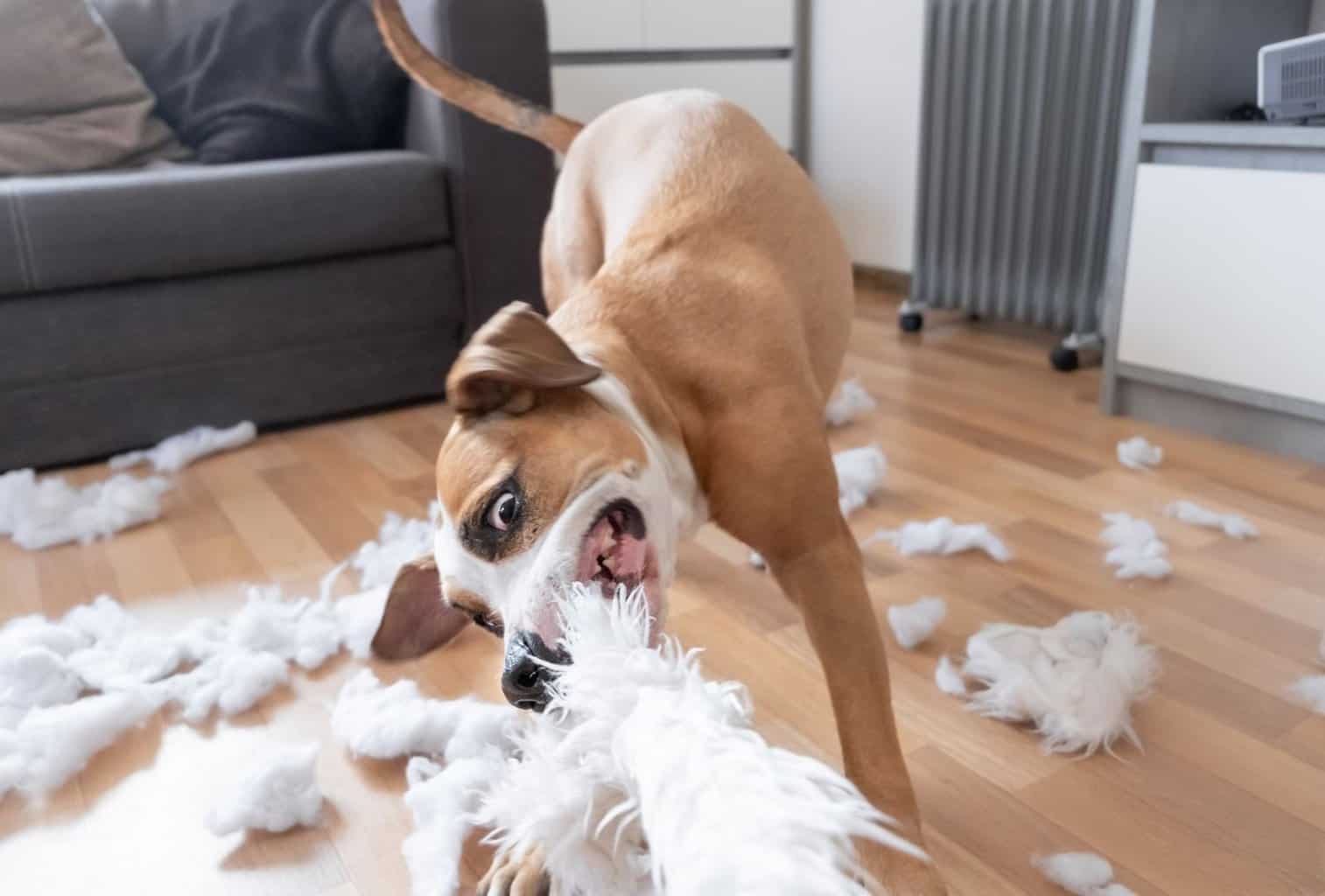 Is My Dog Bored? 7 Symptoms of Dog Boredom (and Help!) dogpackr