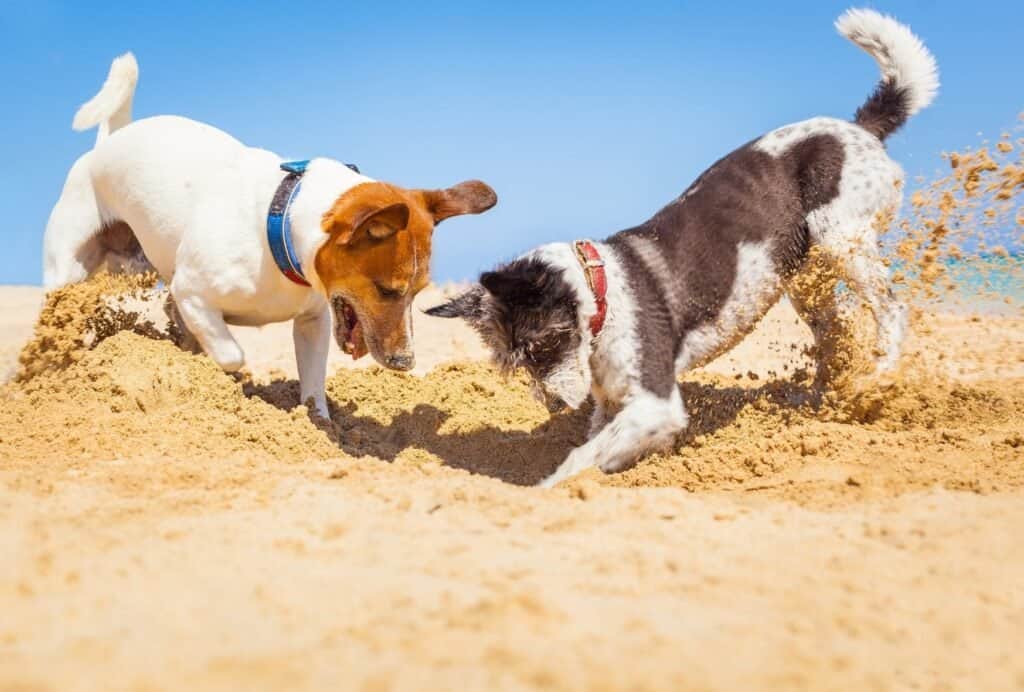 Bored dogs love to dig!