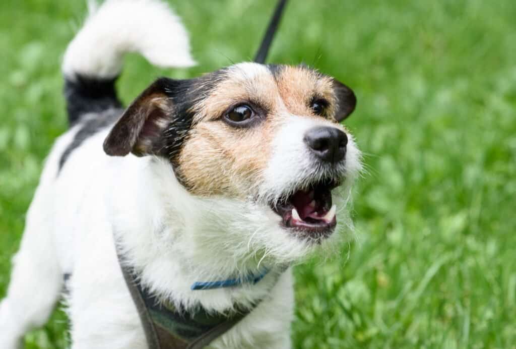 Crying and barking can be signs that your dog is bored