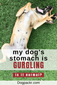 My Dog’s Stomach Is Gurgling Very Loudly - dogpackr