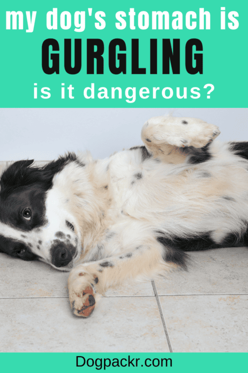 My Dog’s Stomach Is Gurgling Very Loudly dogpackr