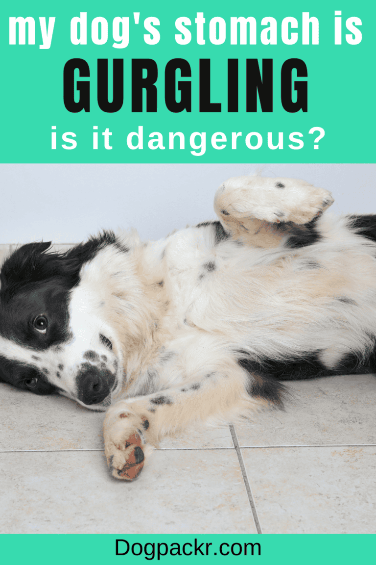 My Dog’s Stomach Is Gurgling Very Loudly dogpackr