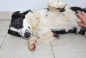 My Dog’s Stomach Is Gurgling Very Loudly - dogpackr
