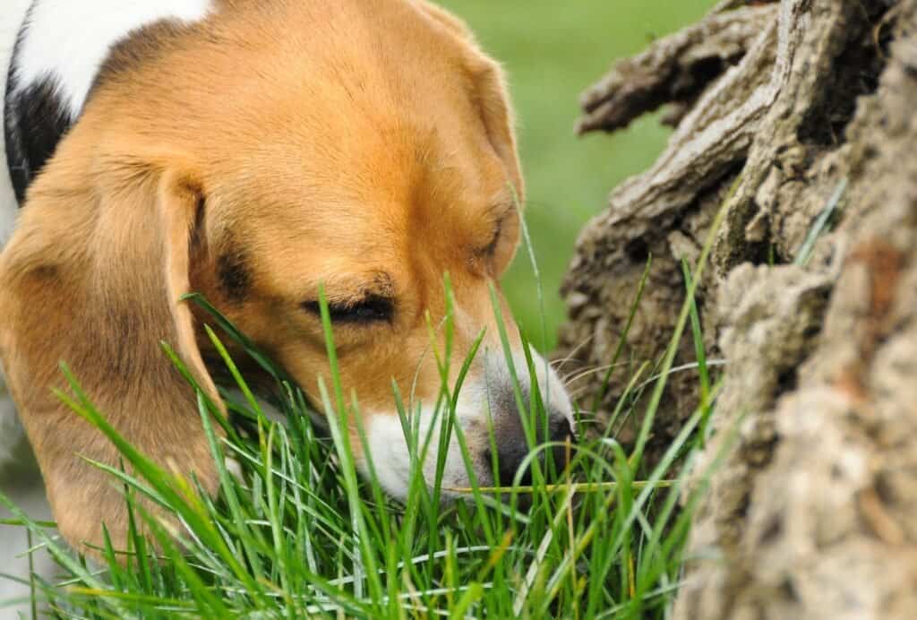 Eating grass can help your dog's grumbling stomach to feel better