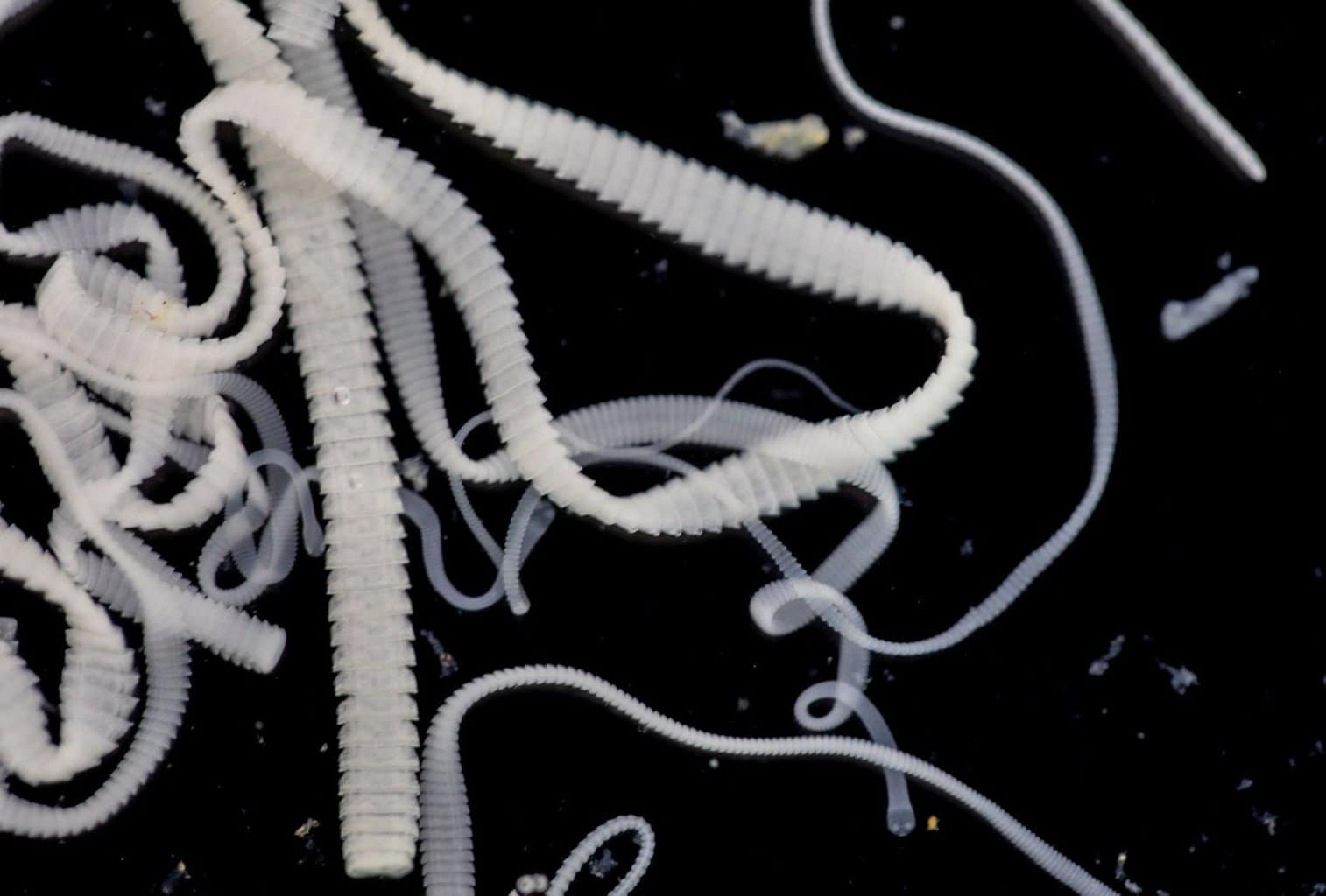 My Dog’s Stomach Is Gurgling Very Loudly dogpackr