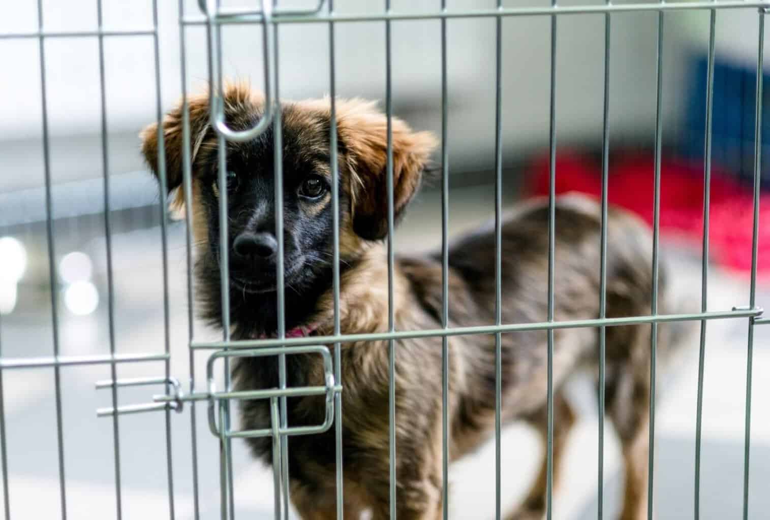 When to Stop Crate Training a Puppy dogpackr