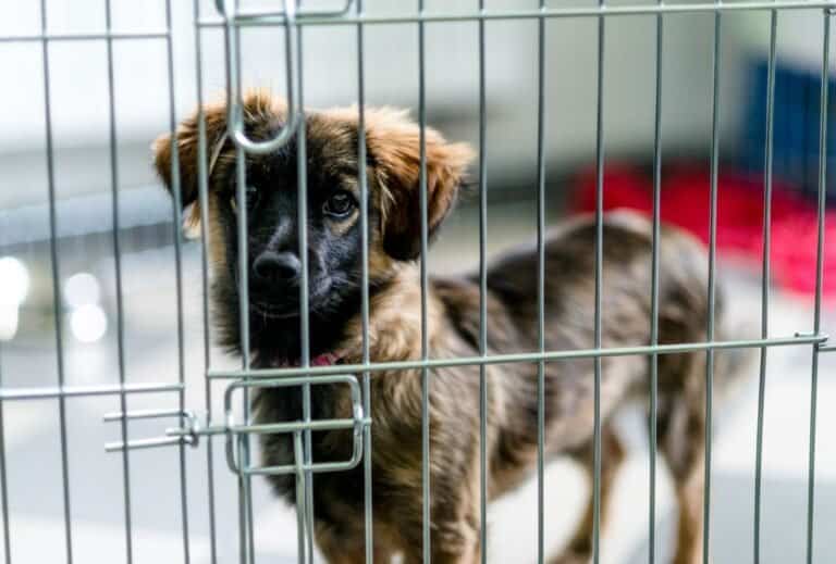 When to Stop Crate Training a Puppy dogpackr