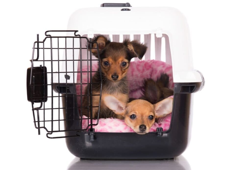 When to Stop Crate Training a Puppy dogpackr