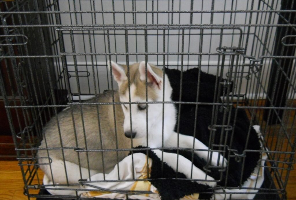 Make sure your puppy's crate has the right size to avoid accidents