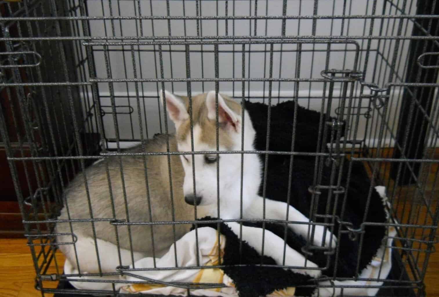 When to Stop Crate Training a Puppy dogpackr
