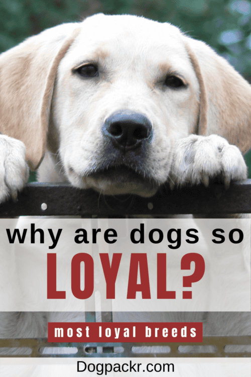 Why Are Dogs So Loyal? - Dogpackr