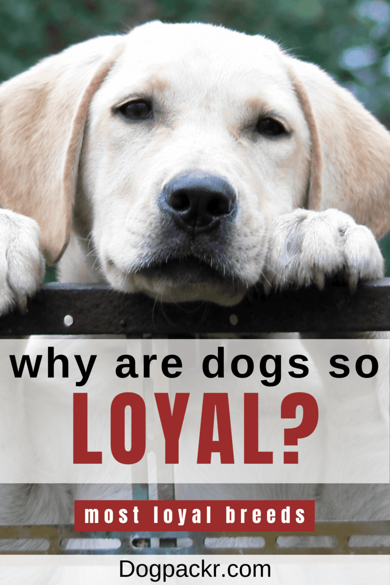 Why Are Dogs So Loyal? dogpackr