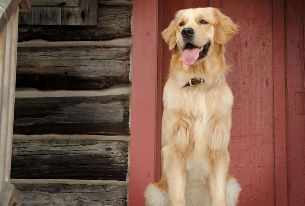 Golden Retrievers are perfect family dogs because they're very loving and loyal