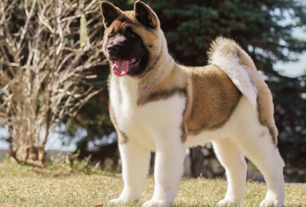 While they can be hard to train, Akitas are extremely loyal