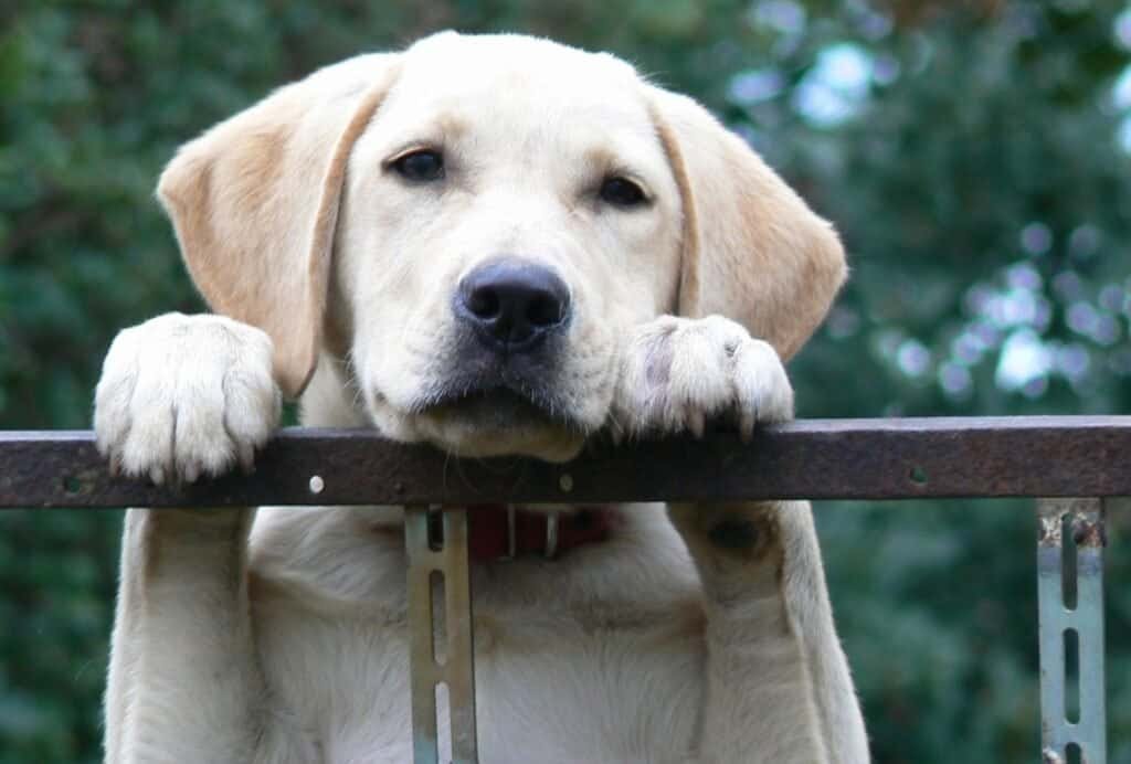 Along with Golden Retrievers, Labrador Retrievers are also ideal family dogs