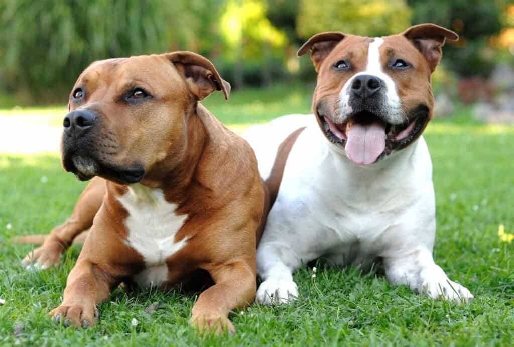 While Staffies have a bad reputation, they're in fact very kind and loyal