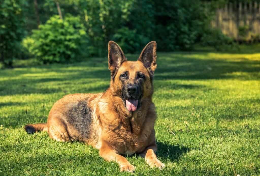 German shepherds are very loyal and brave companions