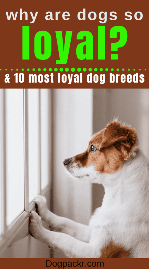 Why Are Dogs So Loyal? dogpackr