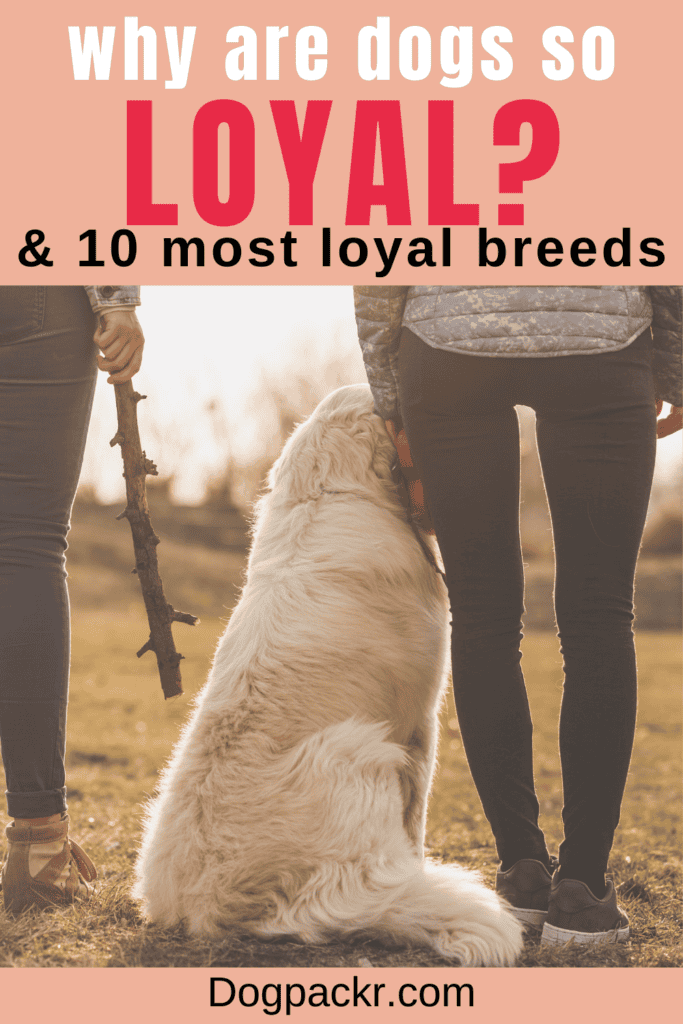 are dogs really loyal