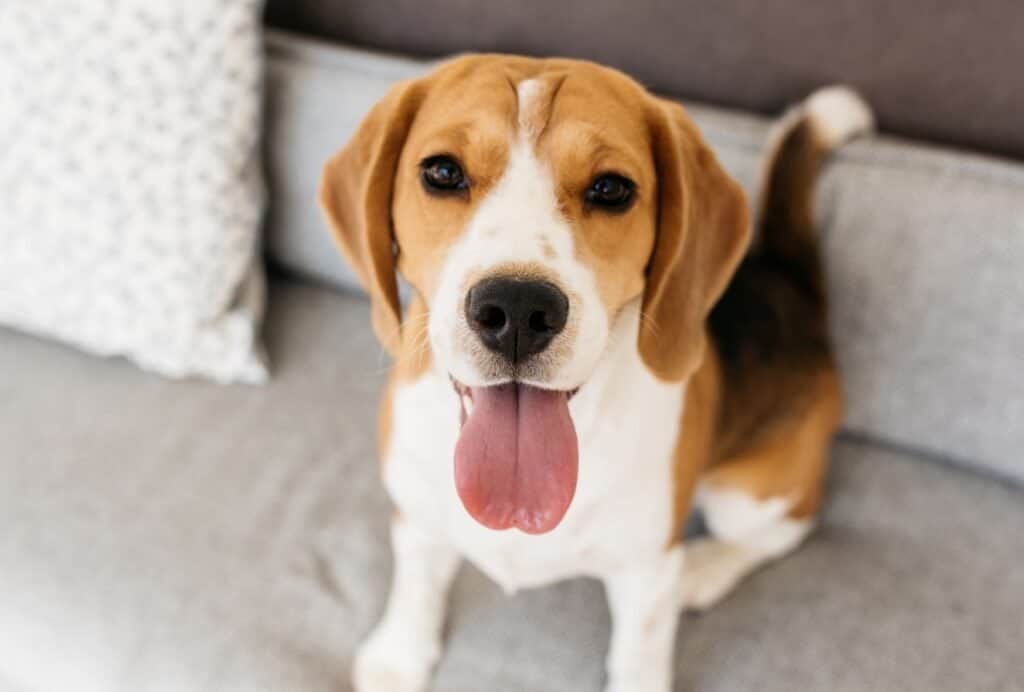 Beagles are among the most loyal dog breeds