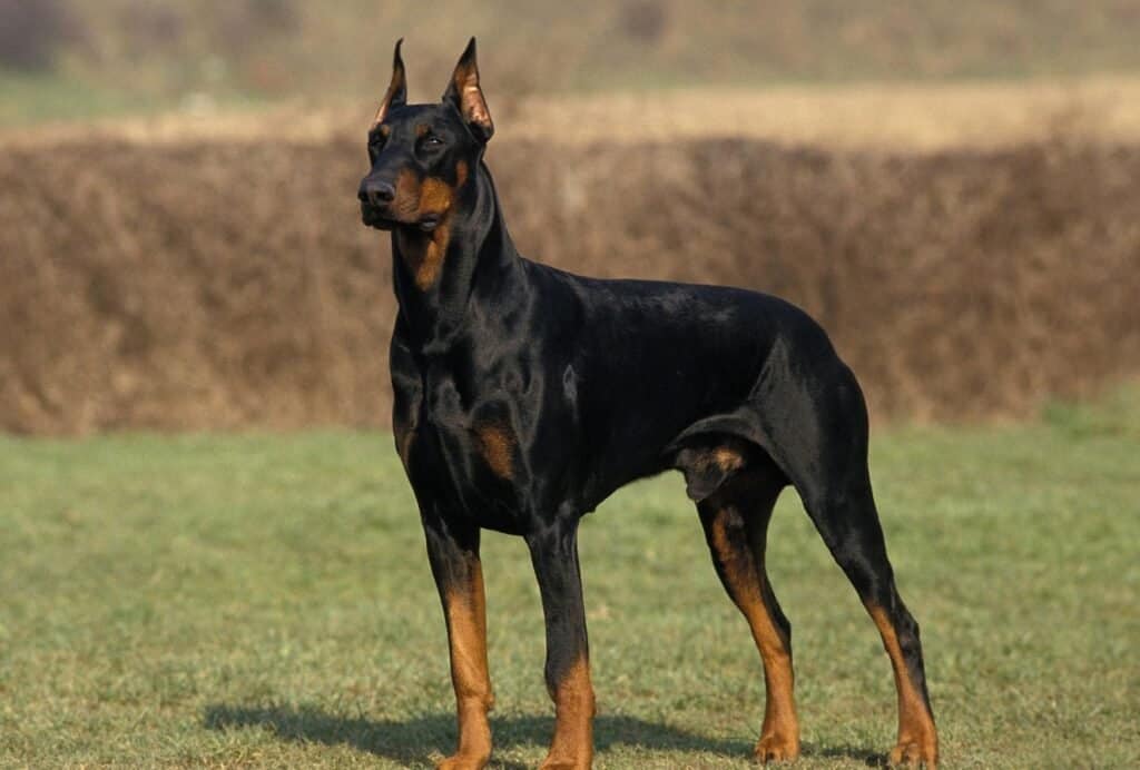 Doberman Pinschers are often used as guard dogs because they're extremely loyal