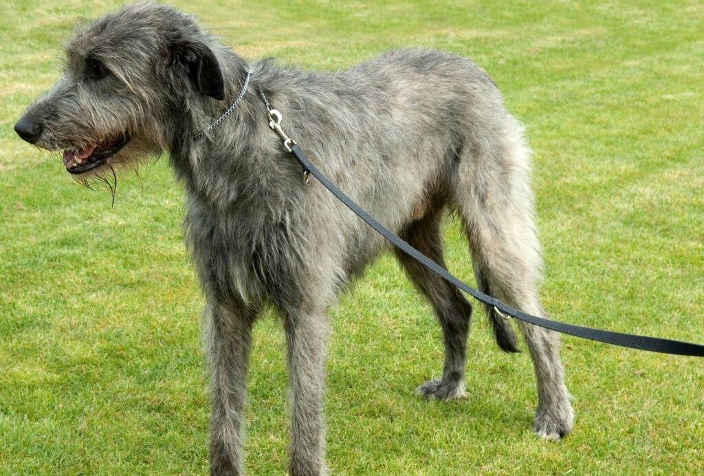Looking for a loyal gentle giant? Then an Irish Wolfhound might be right for you