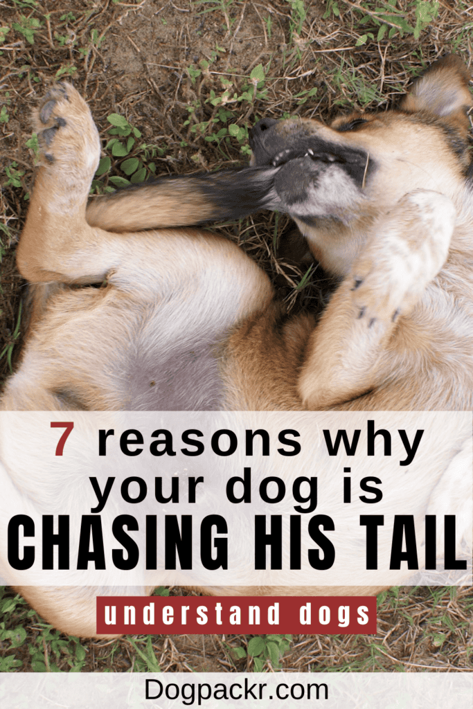 Why Do Dogs Chase Their Tails Dogpackr